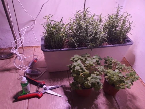 Self-Watering Planter Box – Water Level Indicator